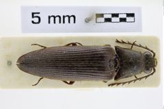Foto (Dorsalansicht) von Anisomerus striatus (NHMW-ZOO-COL-0008506)
